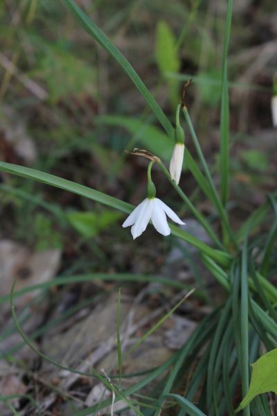 Acis nicaeensis, photographed by Fabien Piednoir