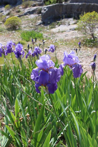 Iris pallida, photographed by Fabien Piednoir
