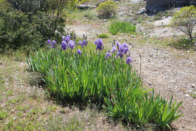 Iris pallida, photographed by Fabien Piednoir