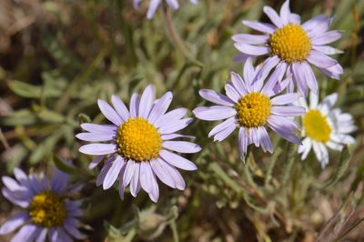 Erigeron poliospermus, photographed by David Anderson