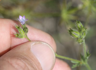 Gilia clivorum, photographed by Scott Loarie