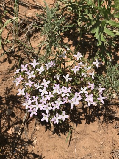 Houstonia humifusa, photographed by samlutfy