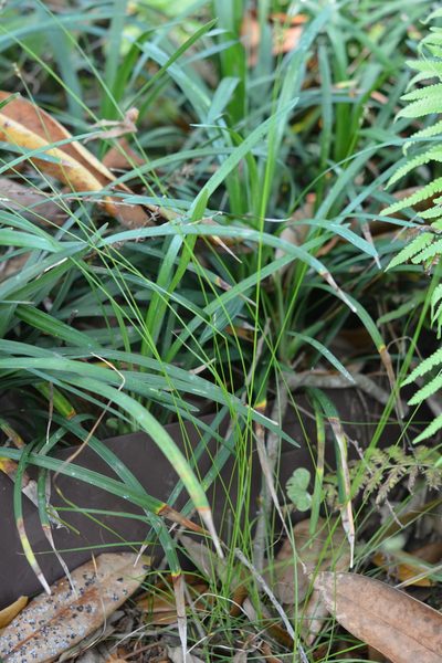 Carex atlantica, photographed by Amber M. King
