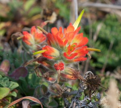 Castilleja mendocinensis, photographed by Jonathan Eisen