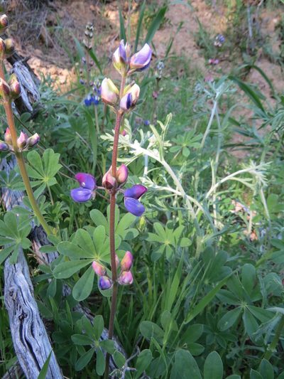 Lupinus affinis, photographed by Garth Harwood