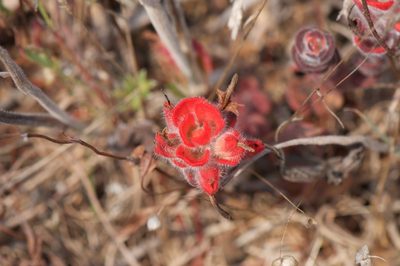 Castilleja mendocinensis, photographed by Jonathan Eisen