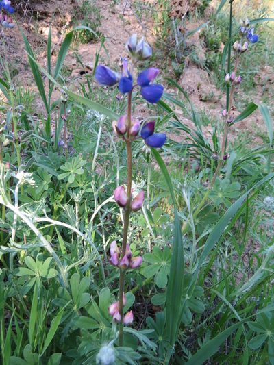 Lupinus affinis, photographed by Garth Harwood