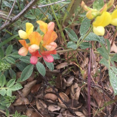 Acmispon grandiflorus, photographed by Taylor Paez