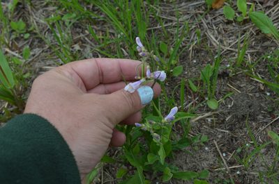 Penstemon pallidus, photographed by Evan Barker