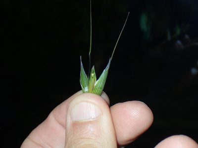 Avena sterilis, photographed by Julien Renoult