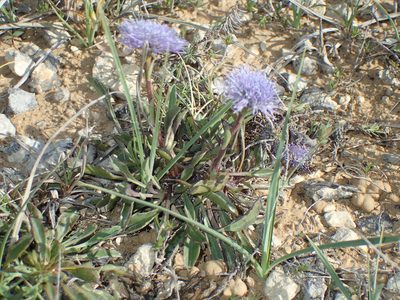 Globularia vulgaris, photographed by Julien Renoult