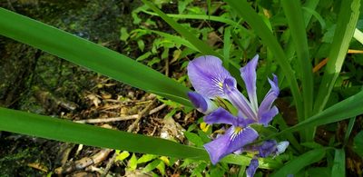 Iris brevicaulis, photographed by Sean Krieg