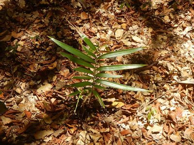 Zamia paucijuga, photographed by Juan Cruzado Cortés