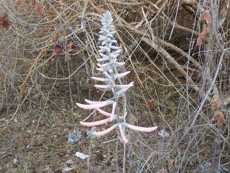 Erythrina lanata, photographed by Juan Cruzado Cortés