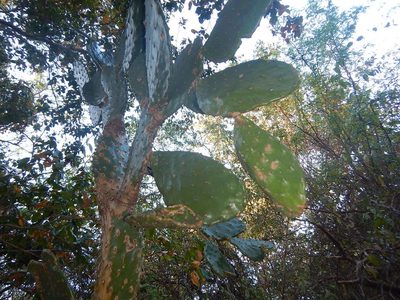 Opuntia excelsa, photographed by Juan Cruzado Cortés