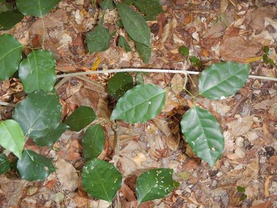 Bignonia aequinoctialis, photographed by Juan Cruzado Cortés