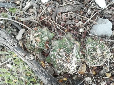 Coryphantha neglecta, photographed by Francisco Martínez González