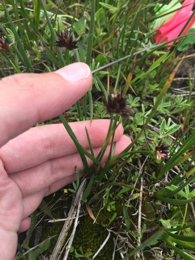 Juncus phaeocephalus, photographed by Kate Lusby