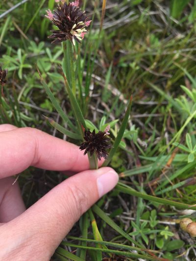 Juncus phaeocephalus, photographed by Kate Lusby
