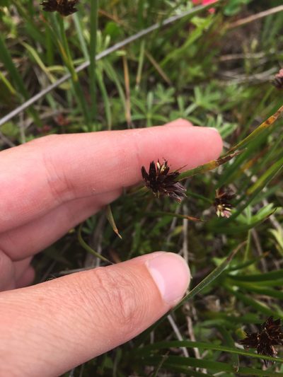 Juncus phaeocephalus, photographed by Kate Lusby
