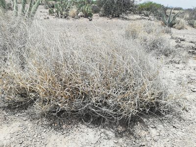 Hilaria mutica, photographed by Sandino Guerrero