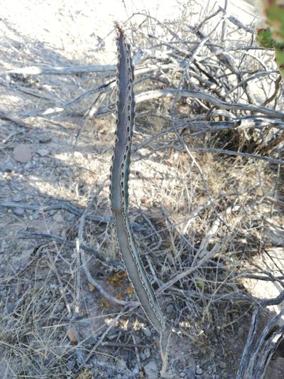 Peniocereus greggii, photographed by Sandino Guerrero