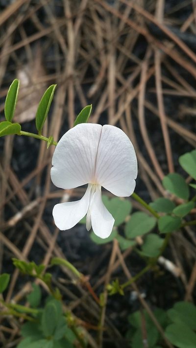 Tephrosia rugelii, photographed by Jay Horn