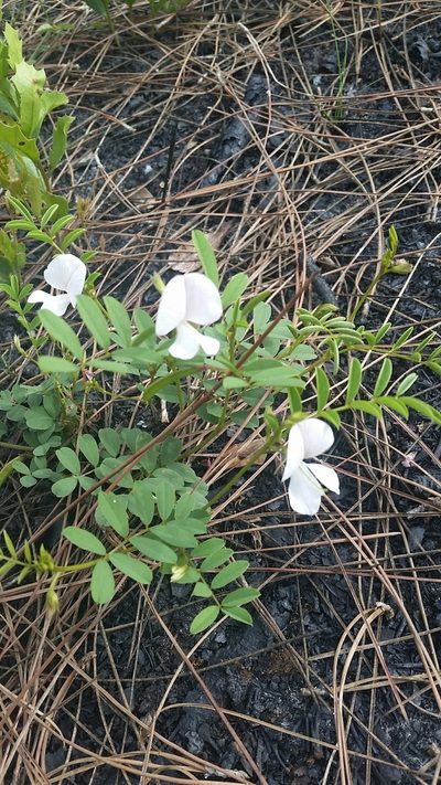 Tephrosia rugelii, photographed by Jay Horn