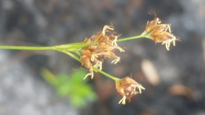 Rhynchospora recognita, photographed by Jay Horn