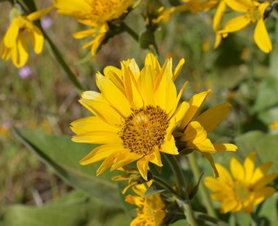 Balsamorhiza careyana, photographed by David Anderson