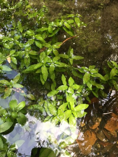 Hygrophila polysperma, photographed by Ian Pfingsten