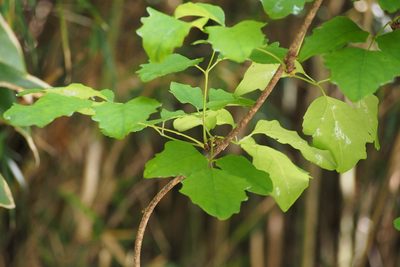 Akebia trifoliata, photographed by harum.koh