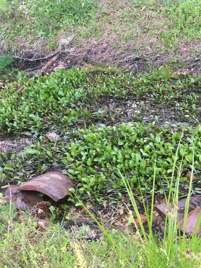 Sagittaria subulata, photographed by Ian Pfingsten