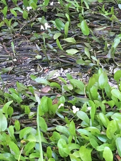 Sagittaria subulata, photographed by Ian Pfingsten