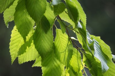 Carpinus tschonoskii, photographed by harum.koh