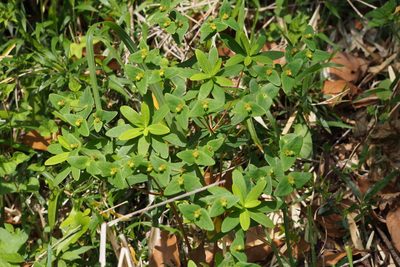 Euphorbia sieboldiana, photographed by harum.koh
