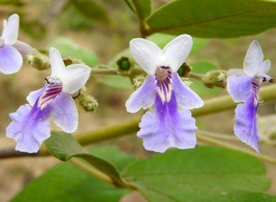 Vitex mollis, photographed by Francisco Farriols Sarabia