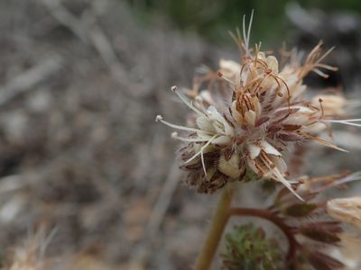 Phacelia nemoralis, photographed by joergmlpts