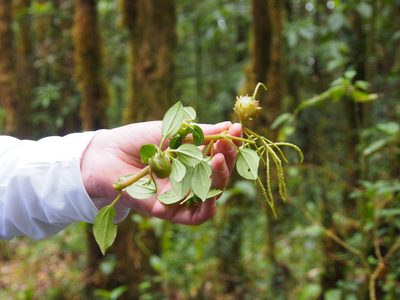 Peperomia esperanzana, photographed by Lena Struwe
