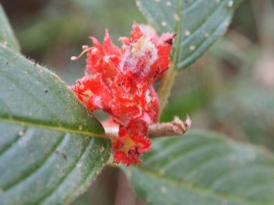 Glossoloma ichthyoderma, photographed by Lena Struwe