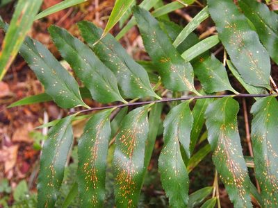 Asplenium serra, photographed by Lena Struwe