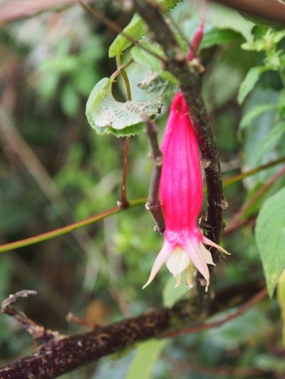 Fuchsia splendens, photographed by Lena Struwe
