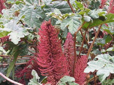 Gunnera talamancana, photographed by Lena Struwe