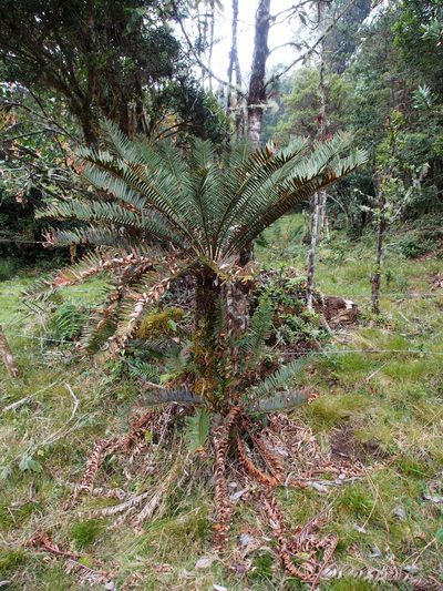 Lomariocycas aurata, photographed by Lena Struwe