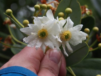 Drimys granadensis, photographed by Lena Struwe