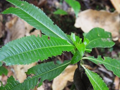Hedyosmum mexicanum, photographed by Lena Struwe