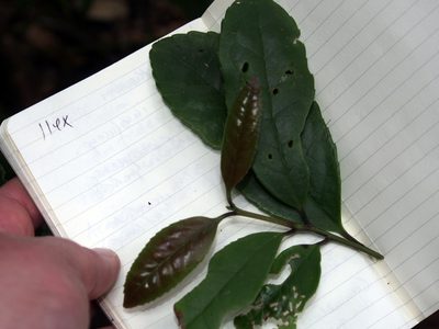 Ilex lamprophylla, photographed by Lena Struwe