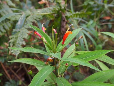 Centropogon valerii, photographed by Lena Struwe