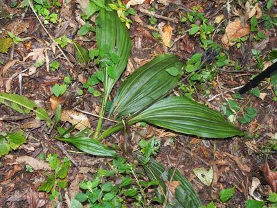 Calanthe calanthoides, photographed by Lena Struwe