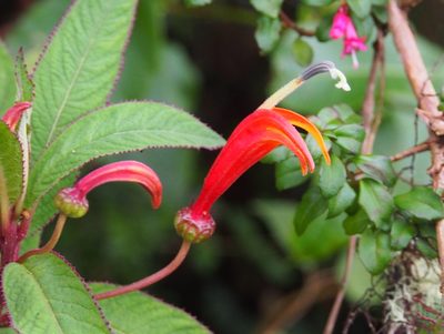 Centropogon valerii, photographed by Lena Struwe